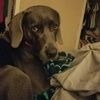 angbowman88